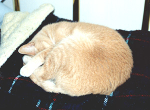 tiggercurled.jpg (34319 bytes)