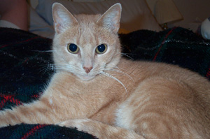 tiggermarch.jpg (33336 bytes)